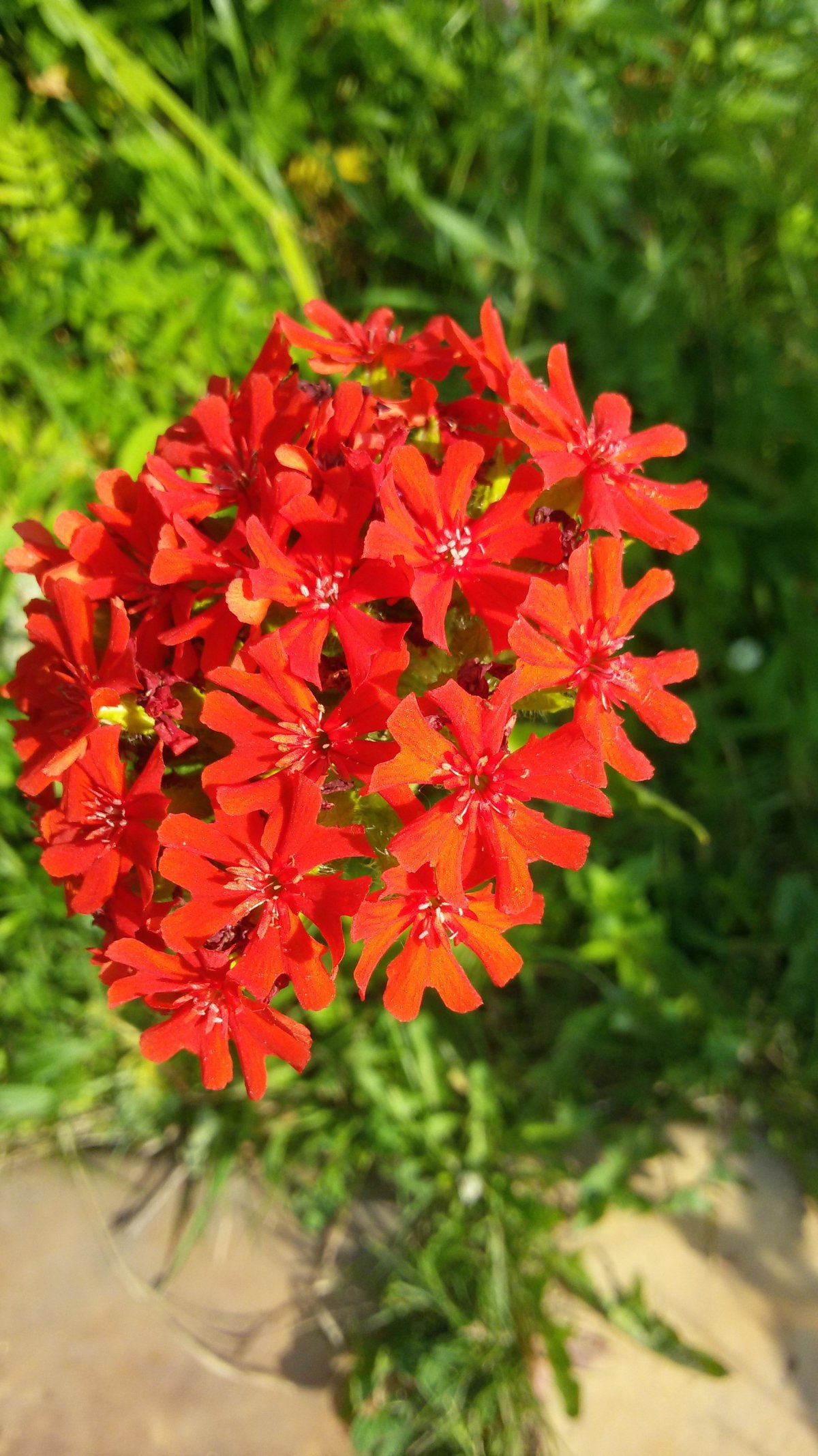 Лихнис Вискария