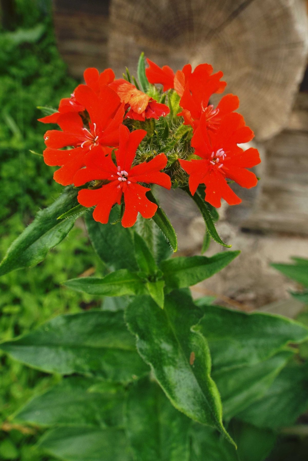 Лихнис Вискария