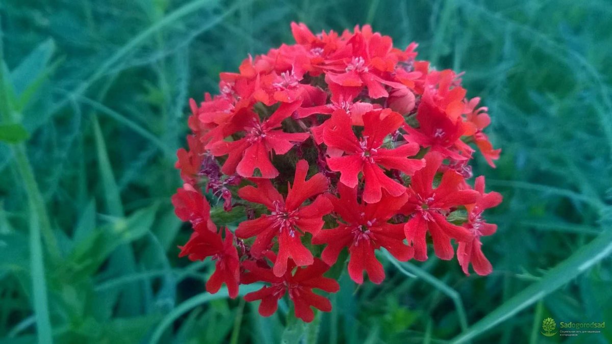 Лихнис халцедонский