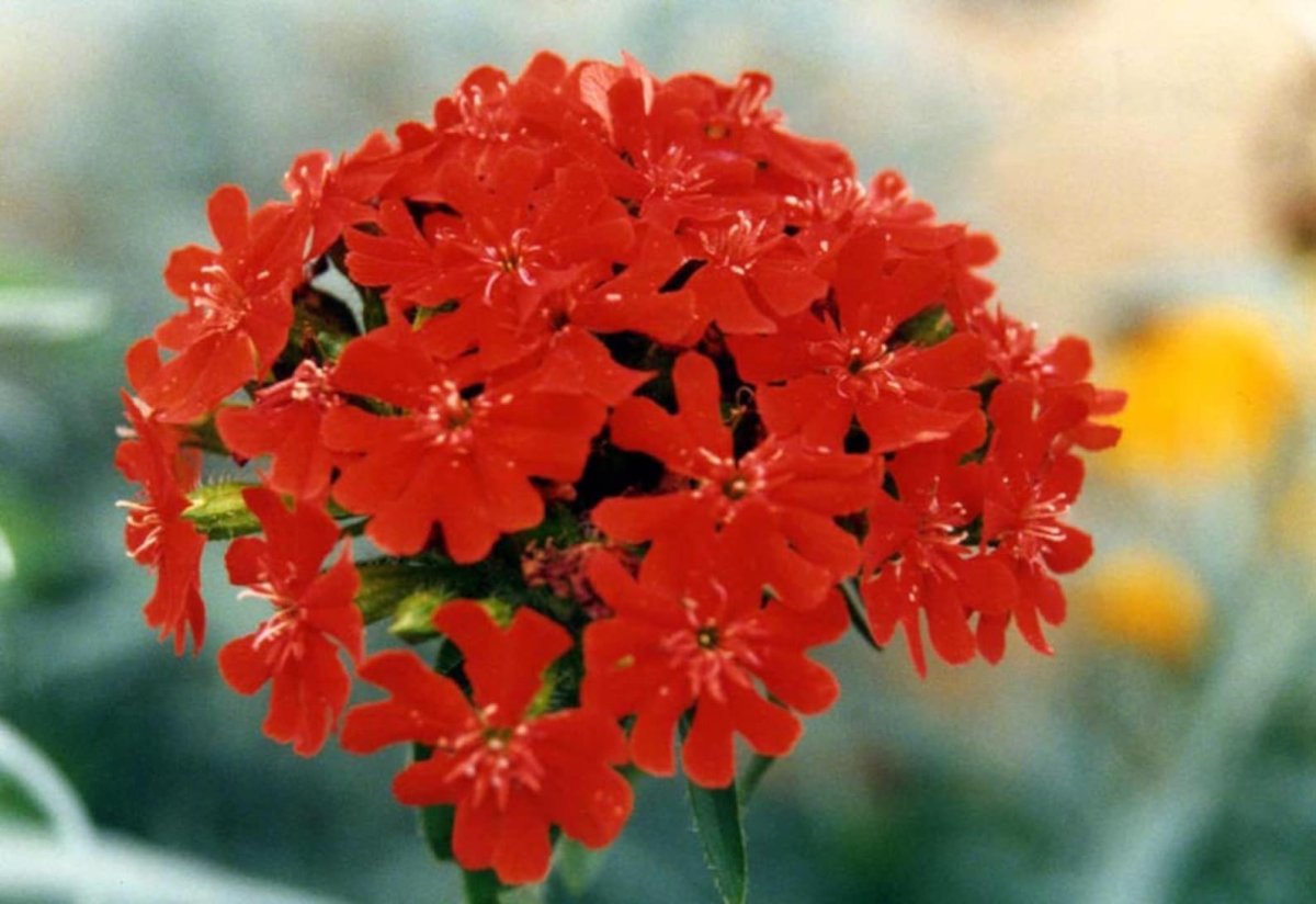 Лихнис Мальтийский крест