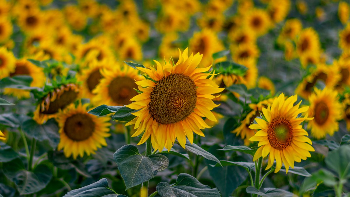 Sunflower тяга Sunflower