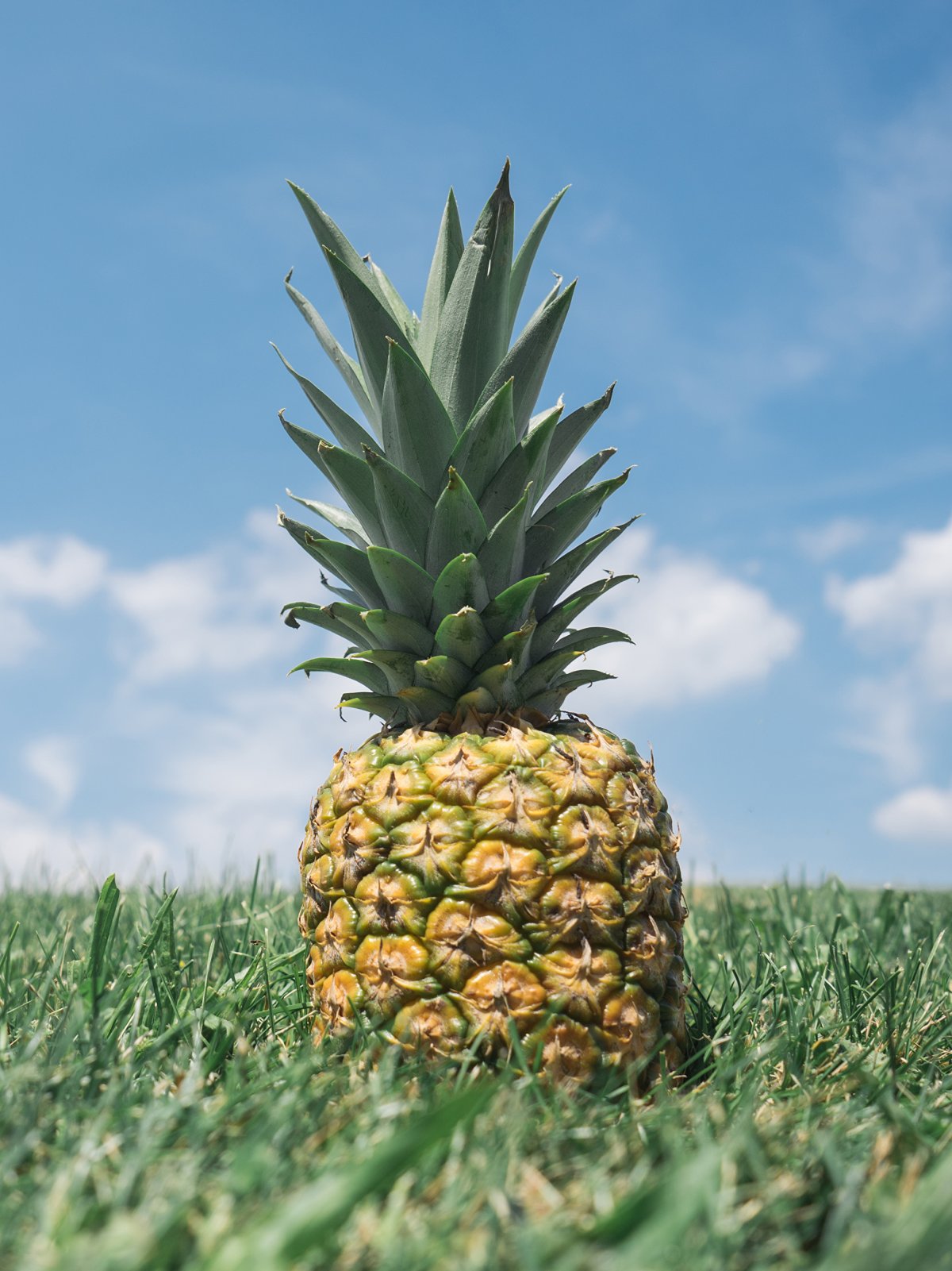 Ананас (ananas)