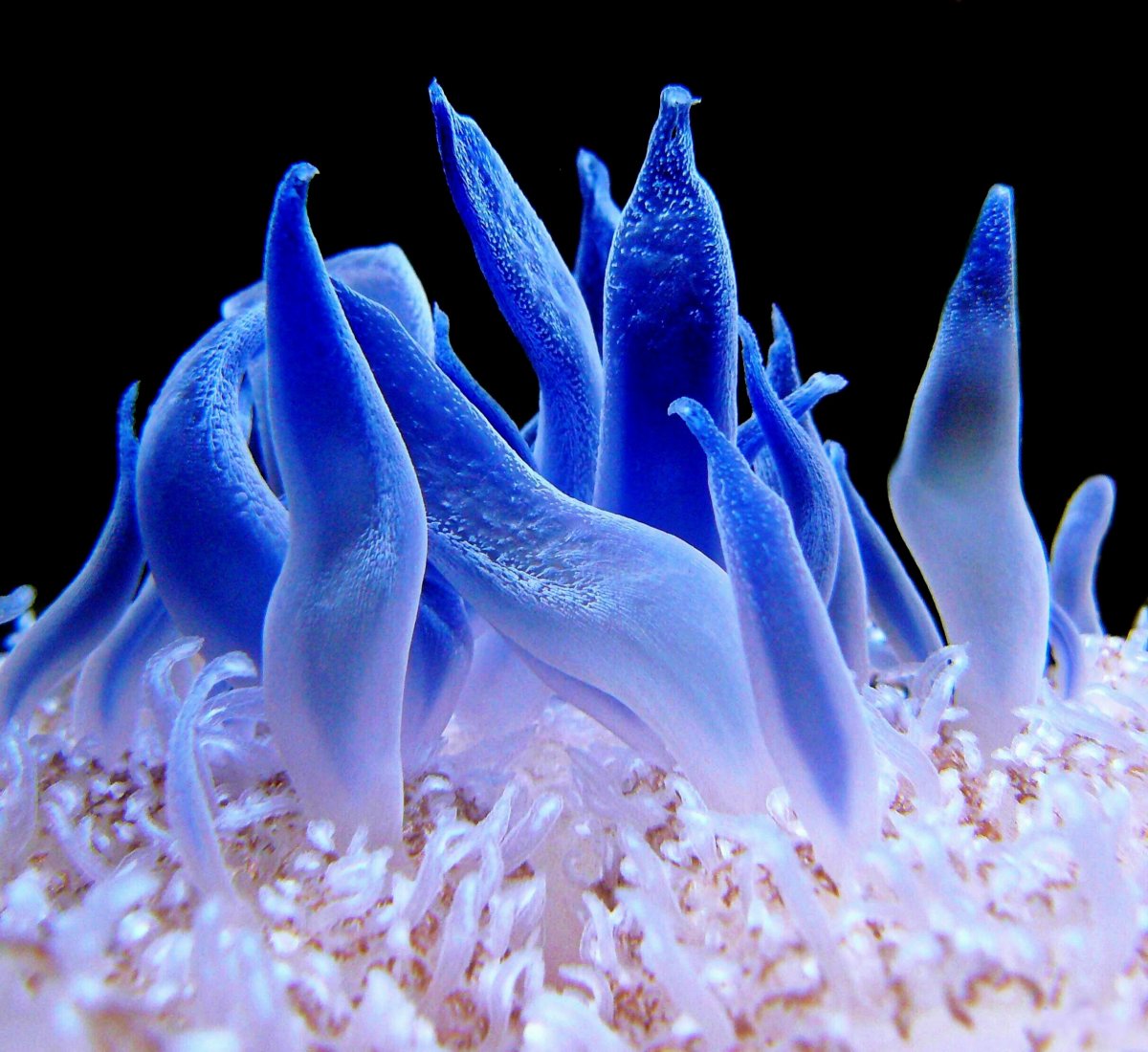 Морские водоросли актинии