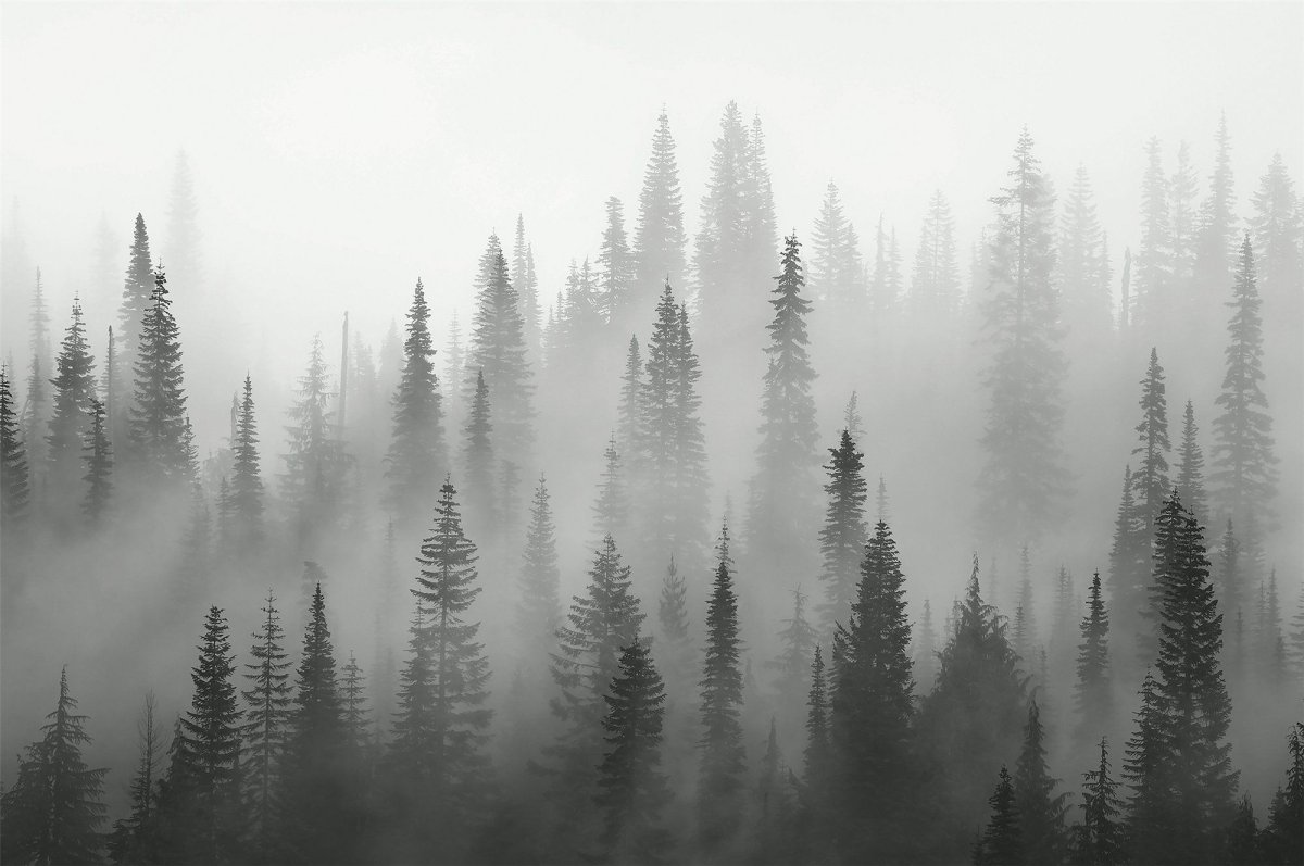 Лес в тумане