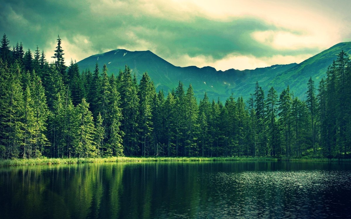 Природа лес
