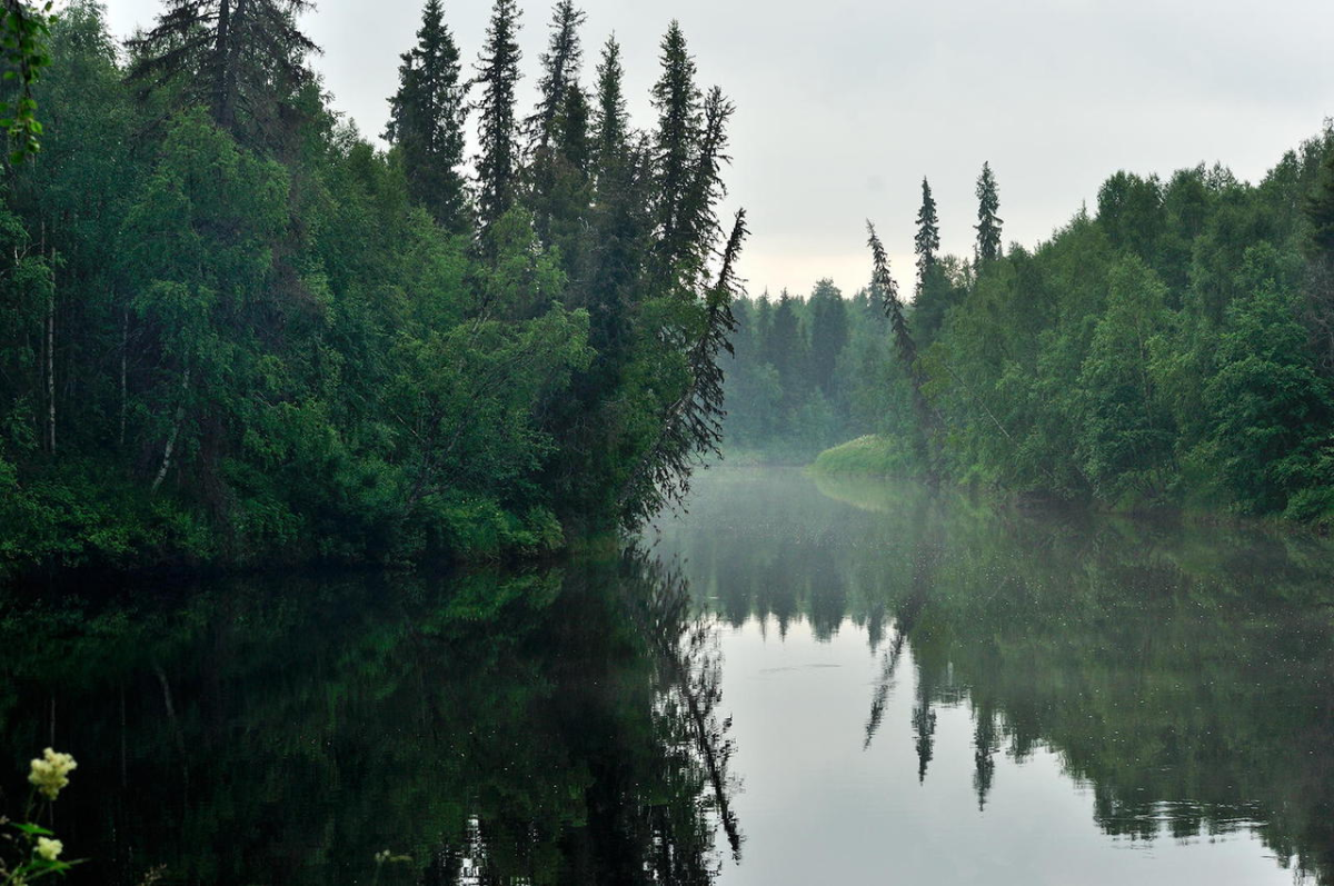 Братск лес Тайга