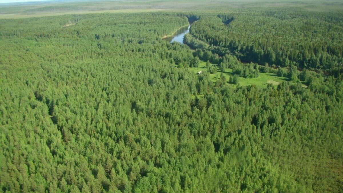 Сибирская Тайга ХМАО сверху