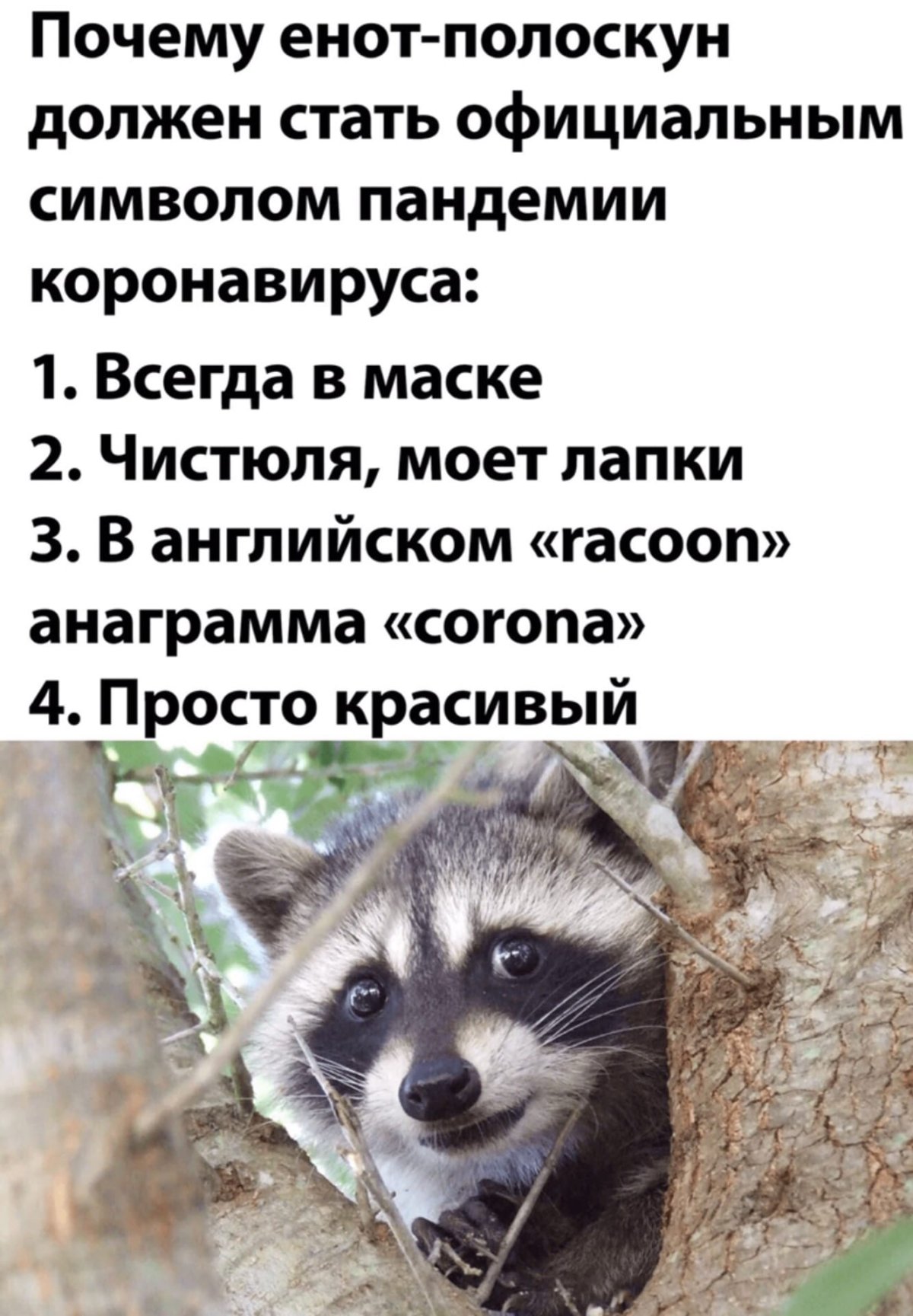 Самые интересные факты о енотах