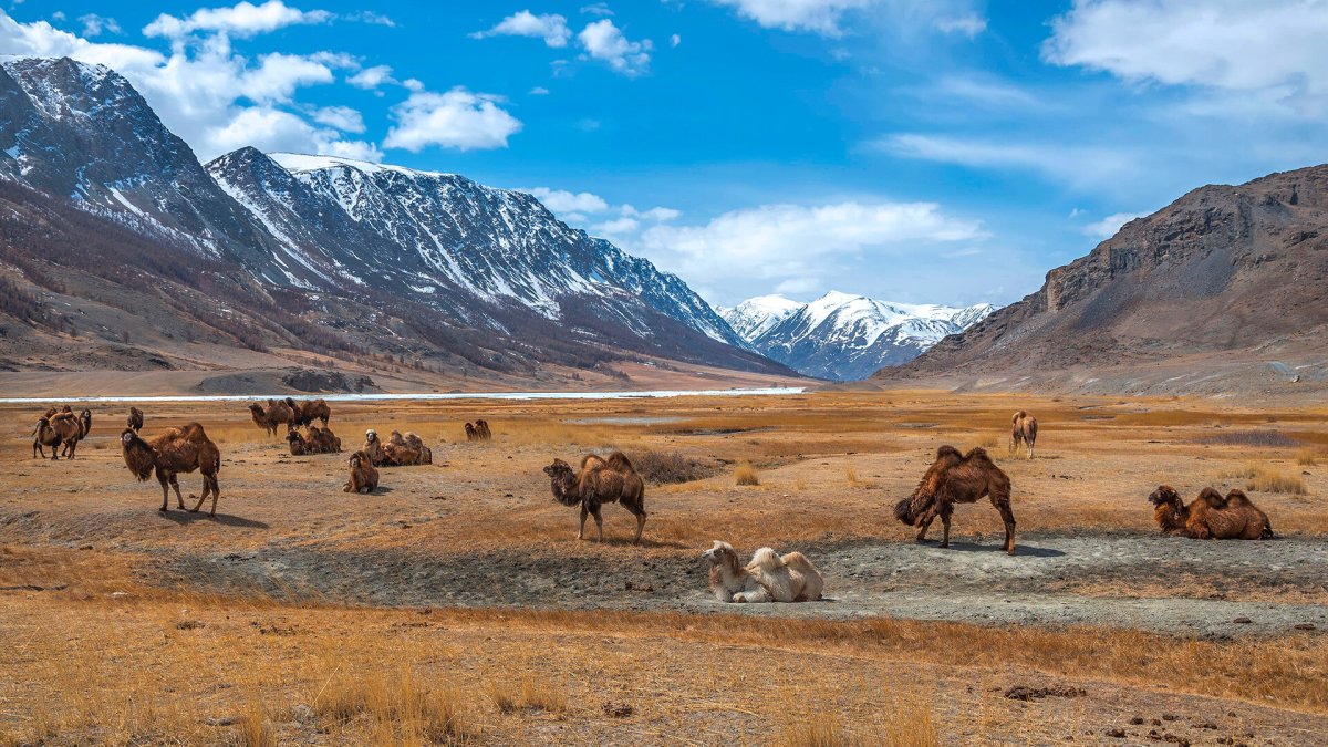 Plate of the Steppe
