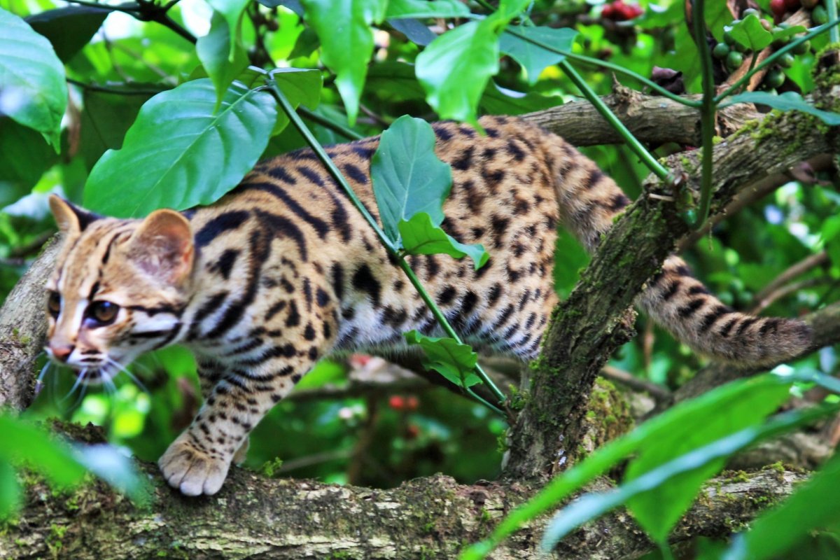 Дикая азиатская леопардовая кошка в природе