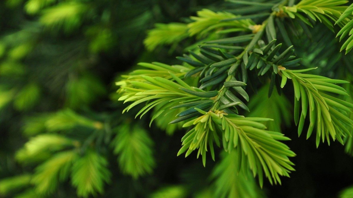 Verde Pino Сосновая хвоя