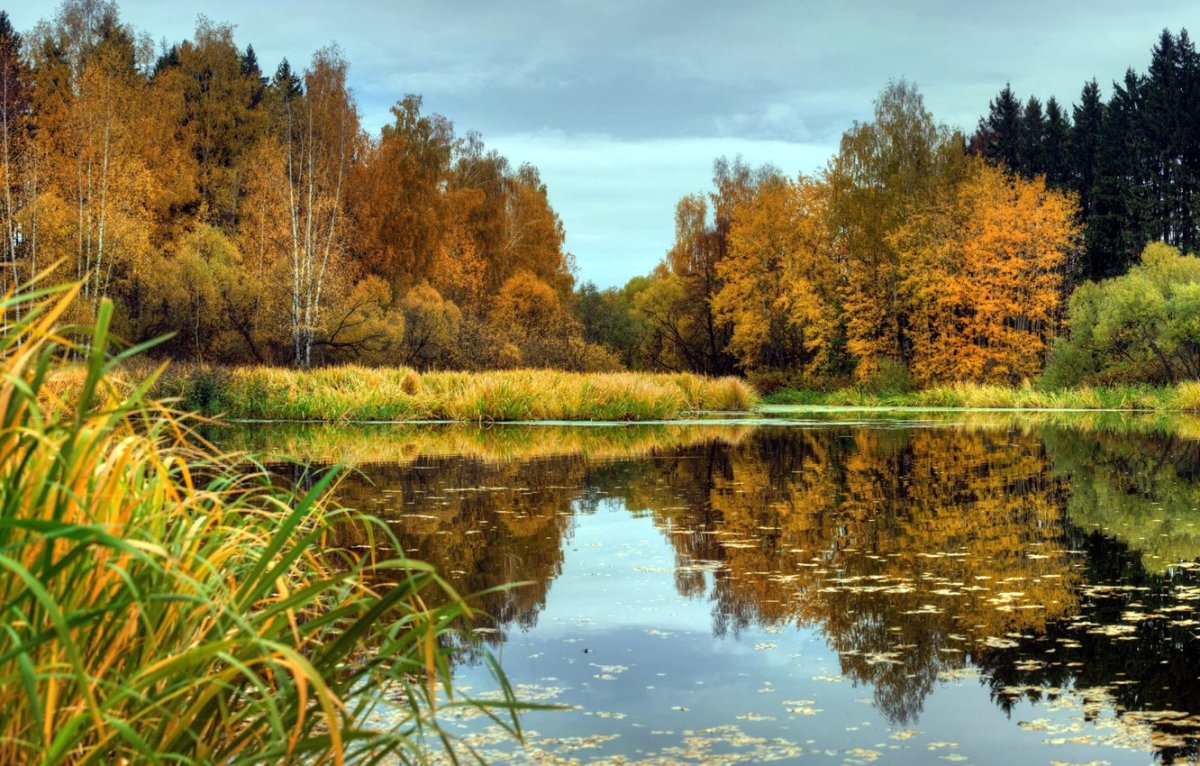 Река в осеннем лесу