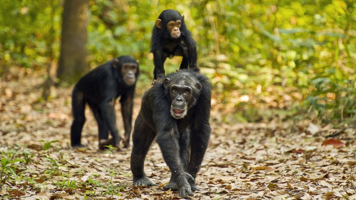 Gombe Stream National Park