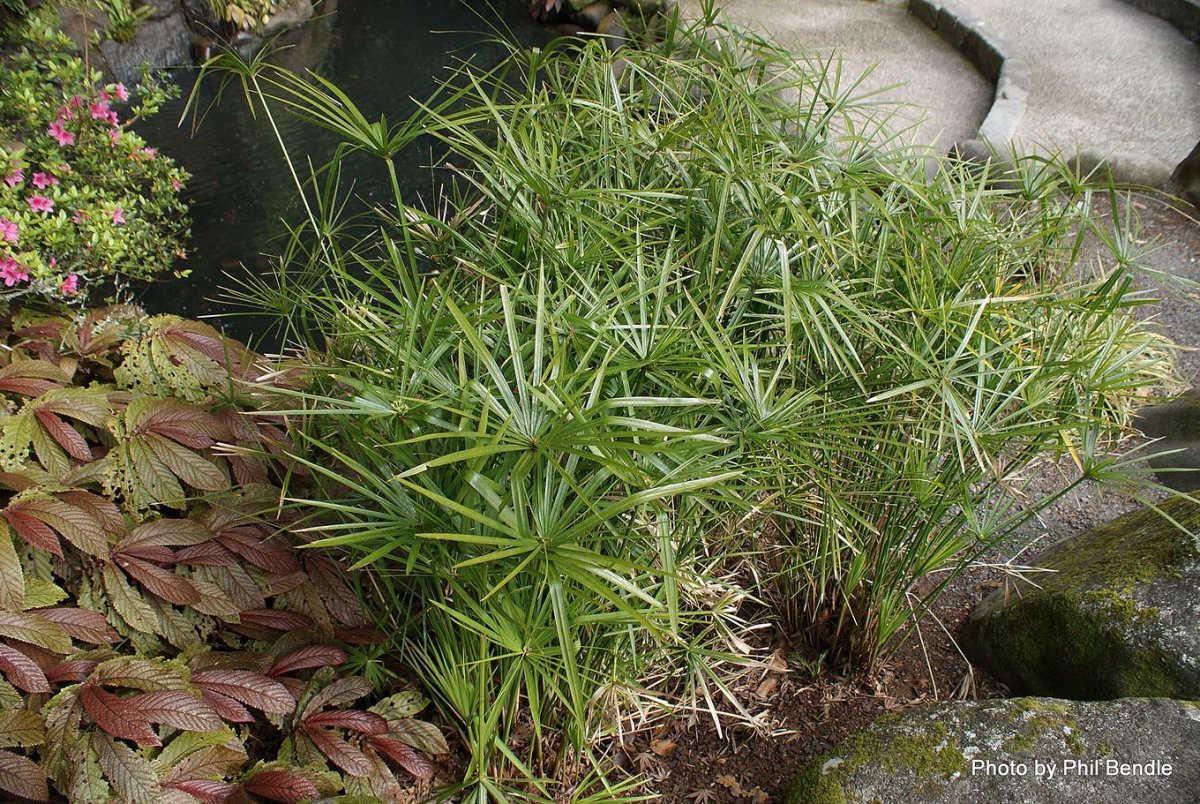 Cyperus alternifolius циперус