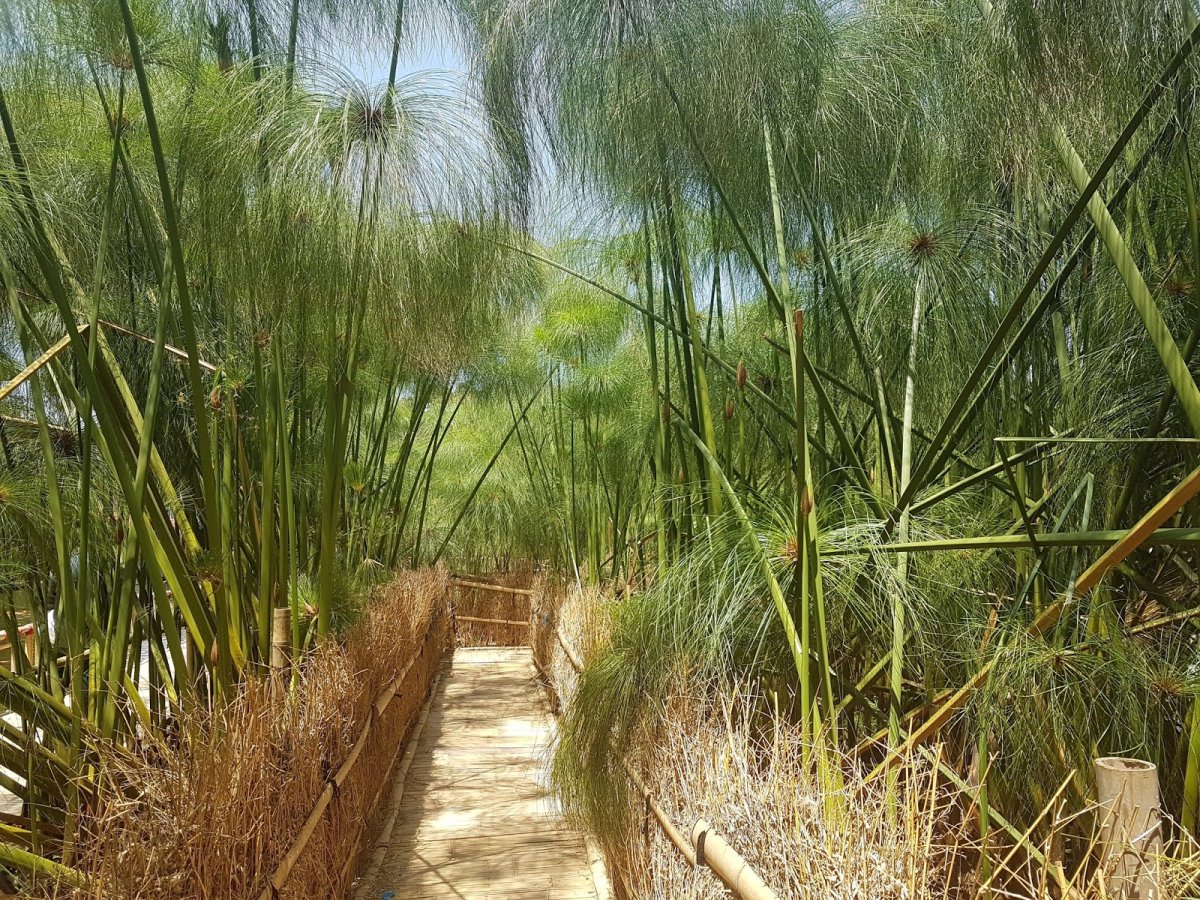 Cyperus Papyrus l.