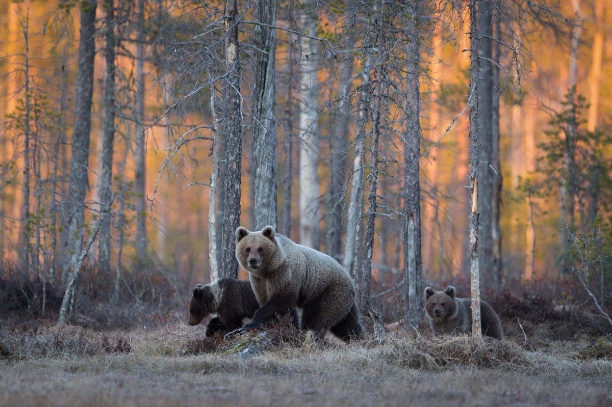 "Медведи в лесу" Kim Norlien