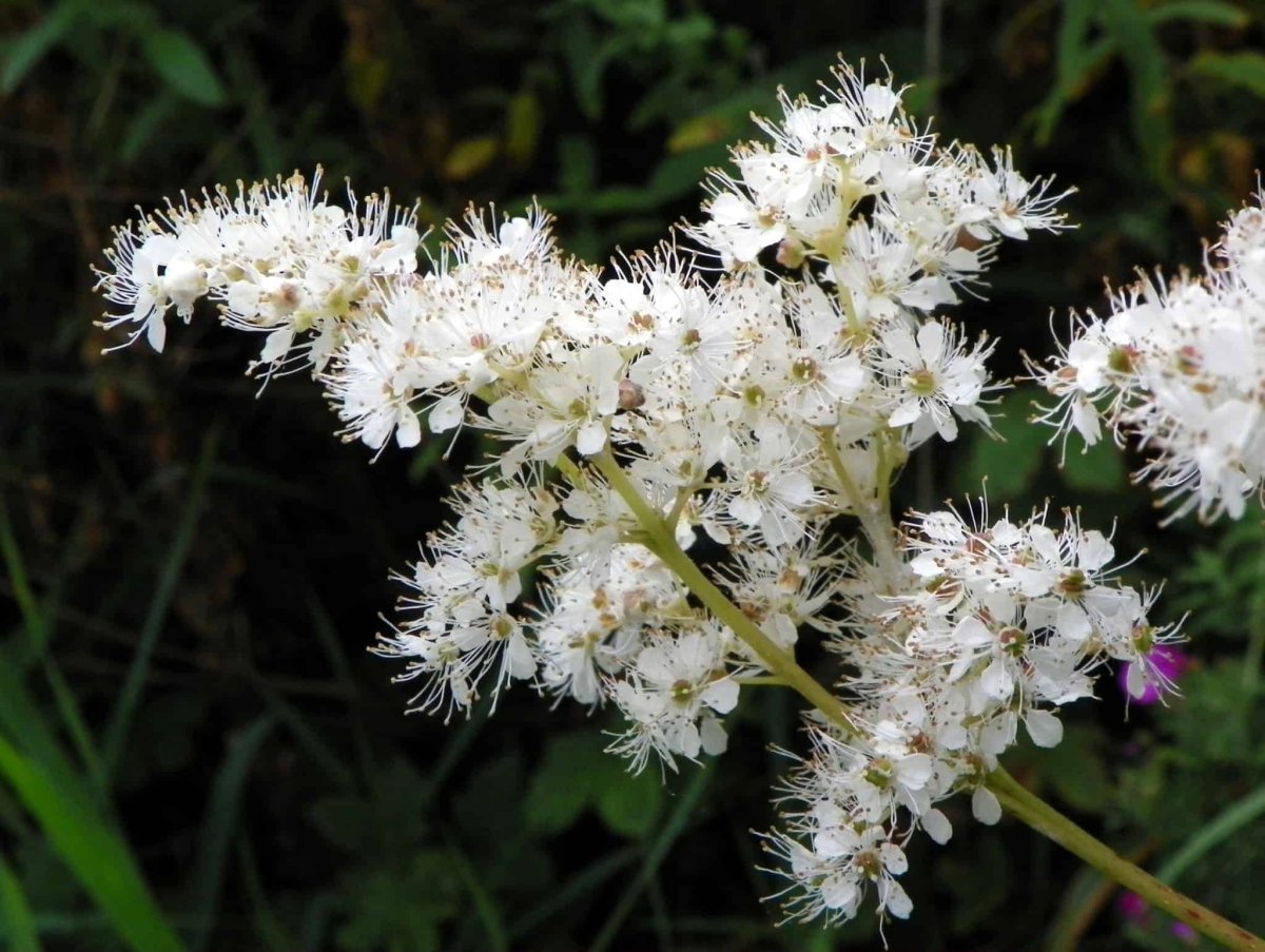 Таволга / Meadowsweet