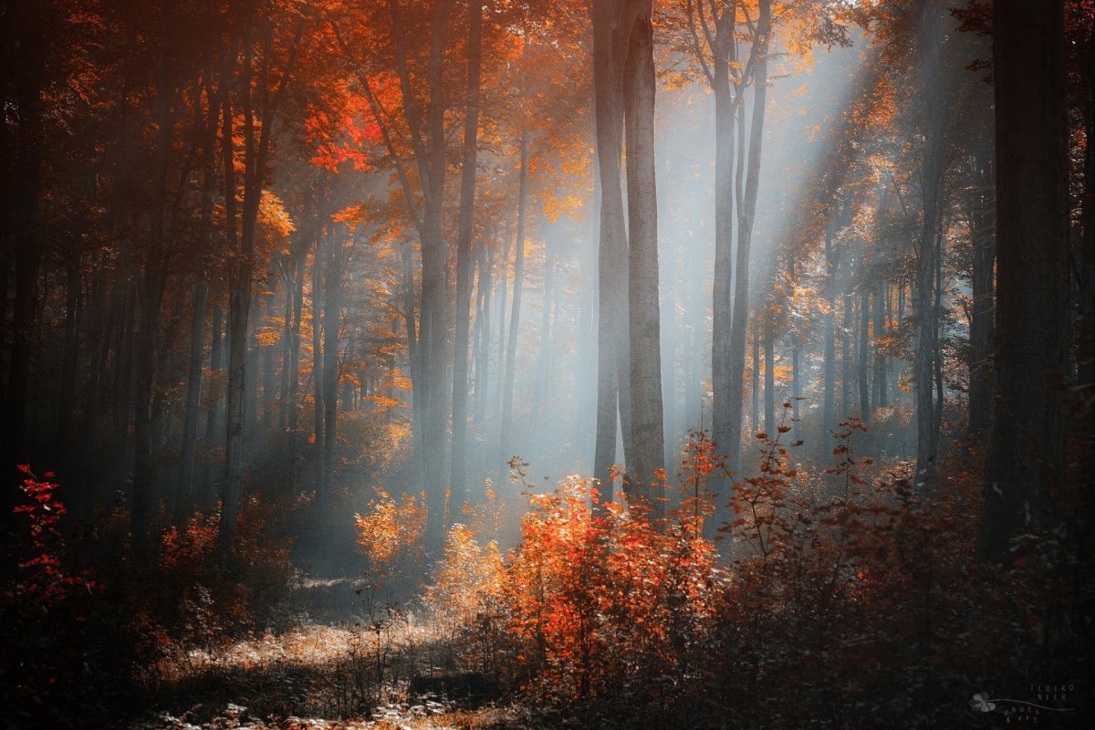 Осень в лесу