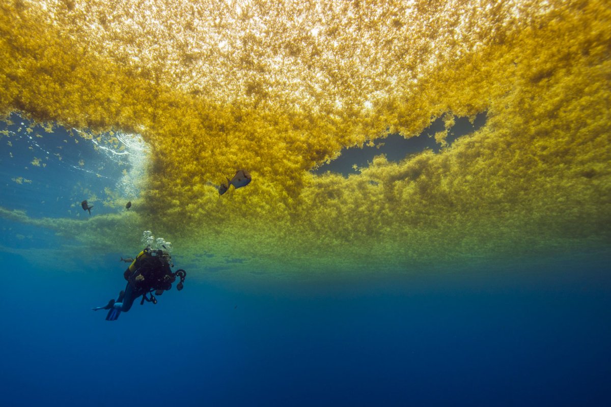 Зеленое Саргассово море