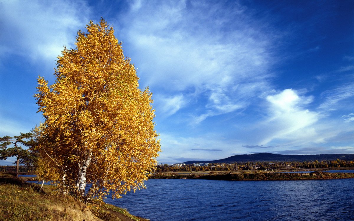 Осенняя береза