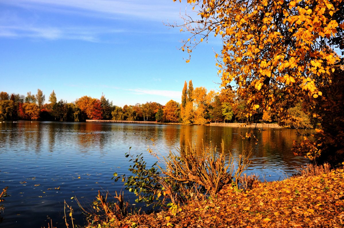 Золотая осень природа река