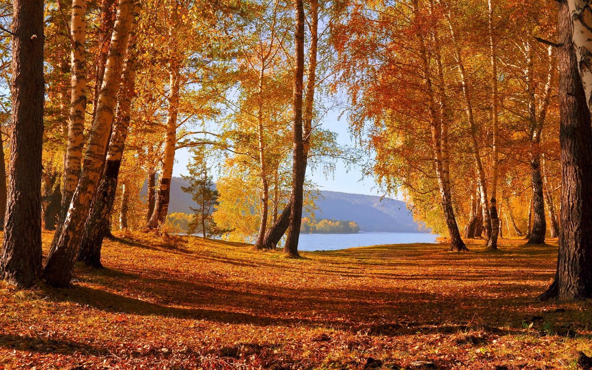 Осень в лесу