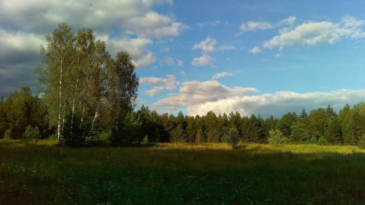 Опушка леса фото