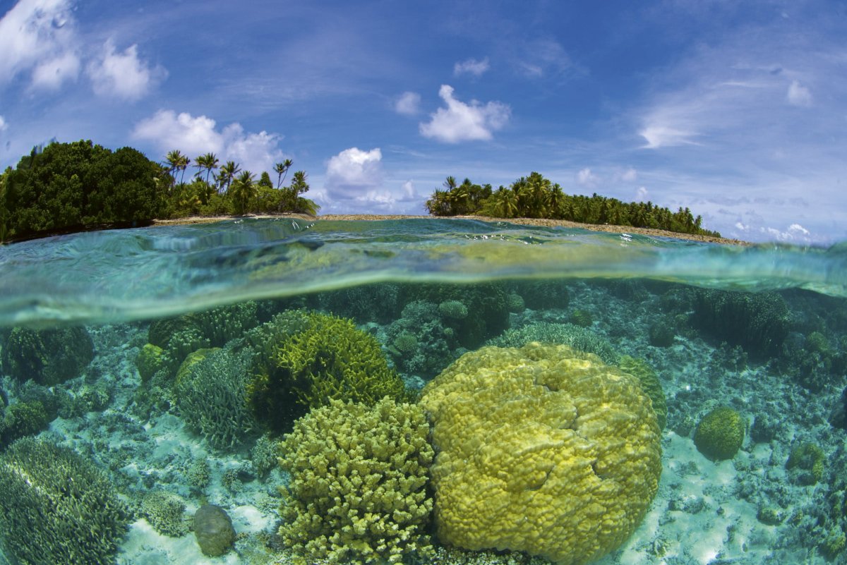 Hayman Island коралловое море