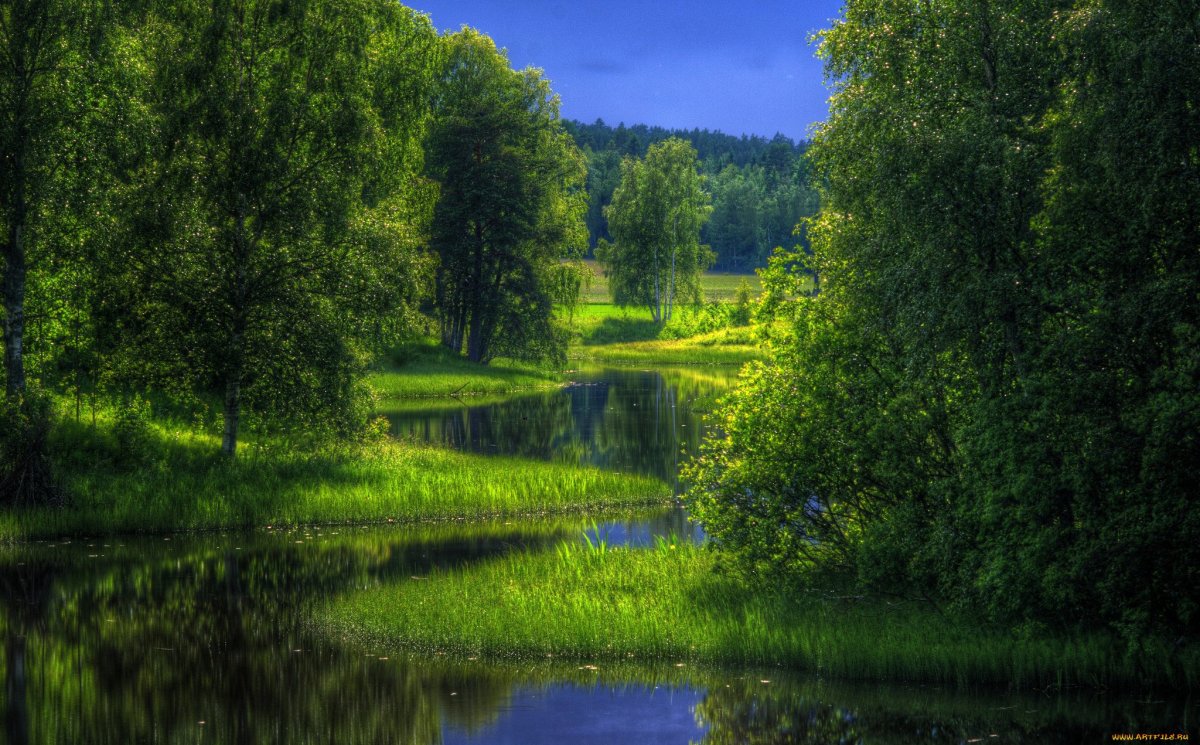 Лесная Поляна природа лес река