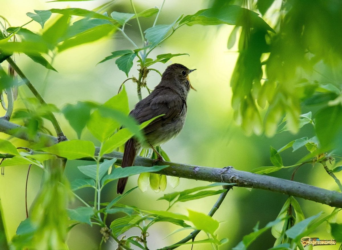 Nightingale Соловьиная трель