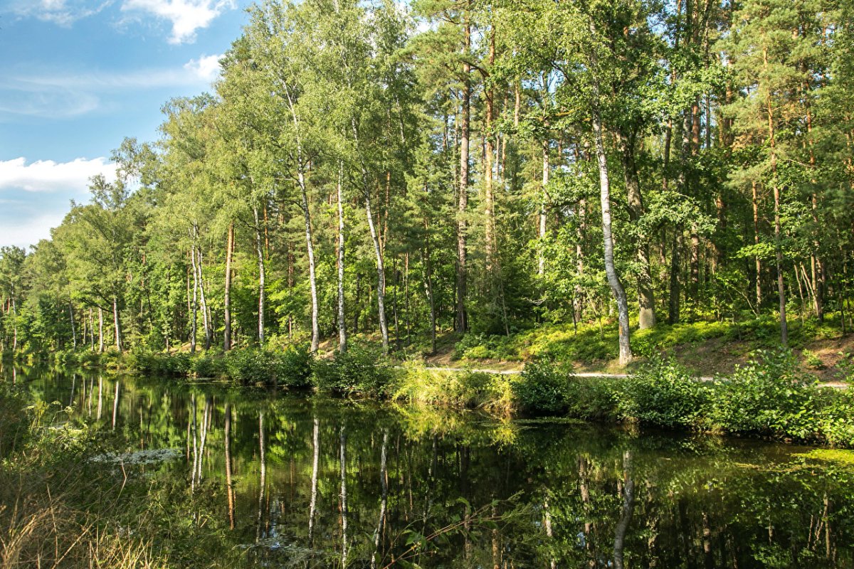 Смешанный лес река