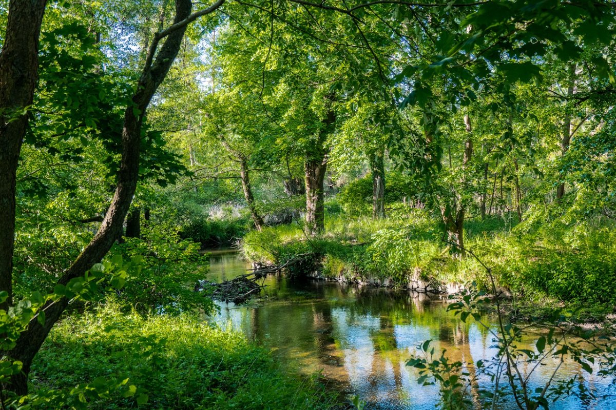 Фото на рабочий стол природа лето