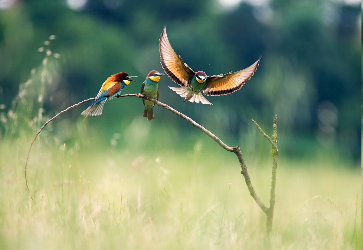 Природа птицы