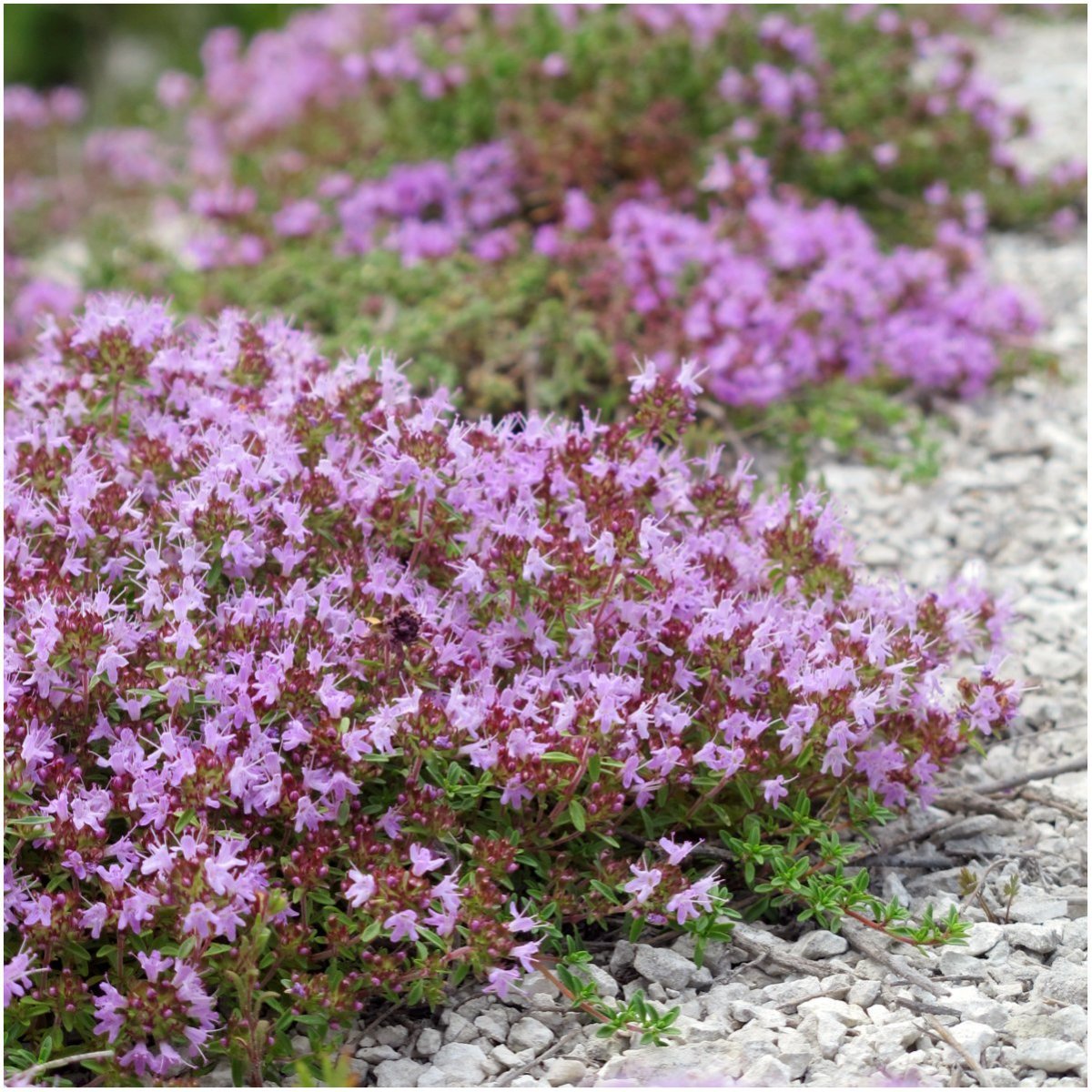 Тимьян Thymus serpyllum