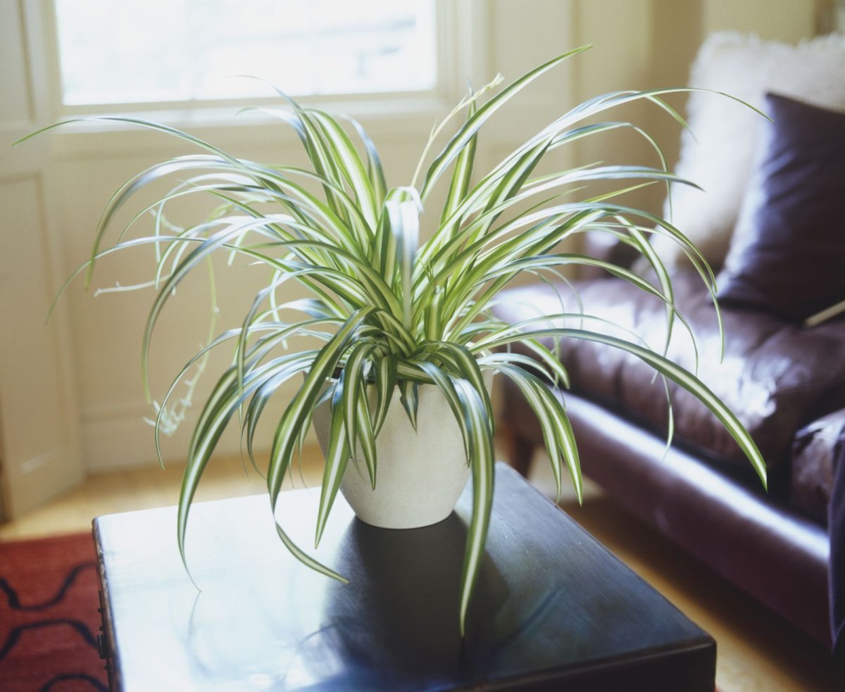 Chlorophytum comosum 'vittatum'