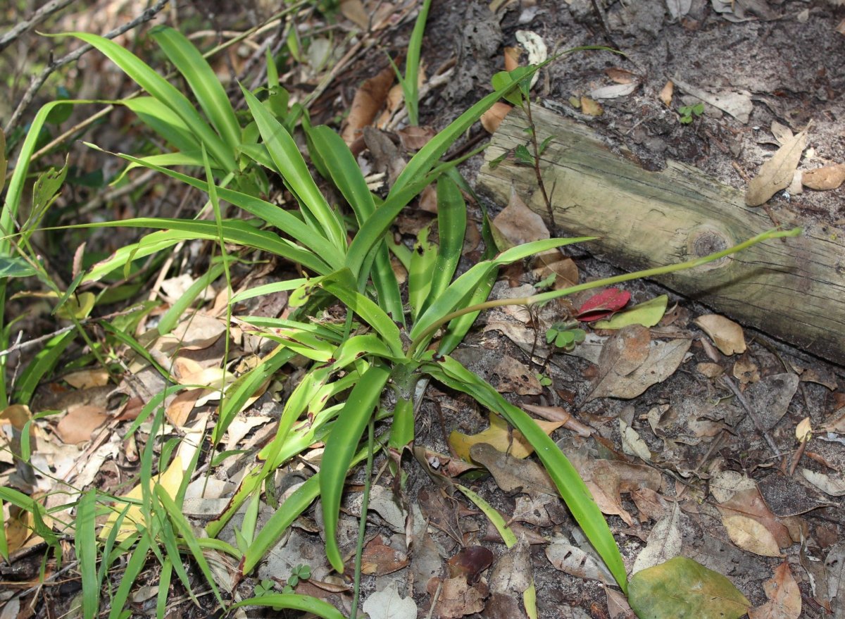 Chlorophytum филипендулюм