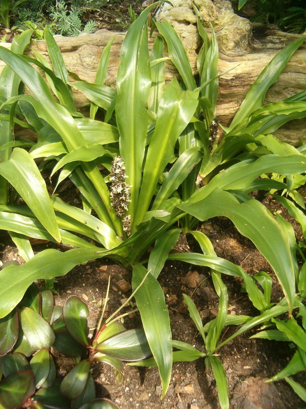 Chlorophytum macrophyllum