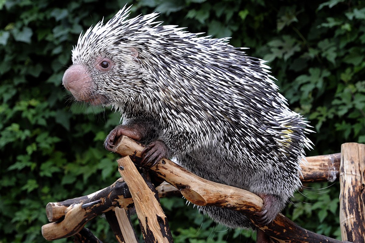 Древесные дикобразы (Erethizontidae