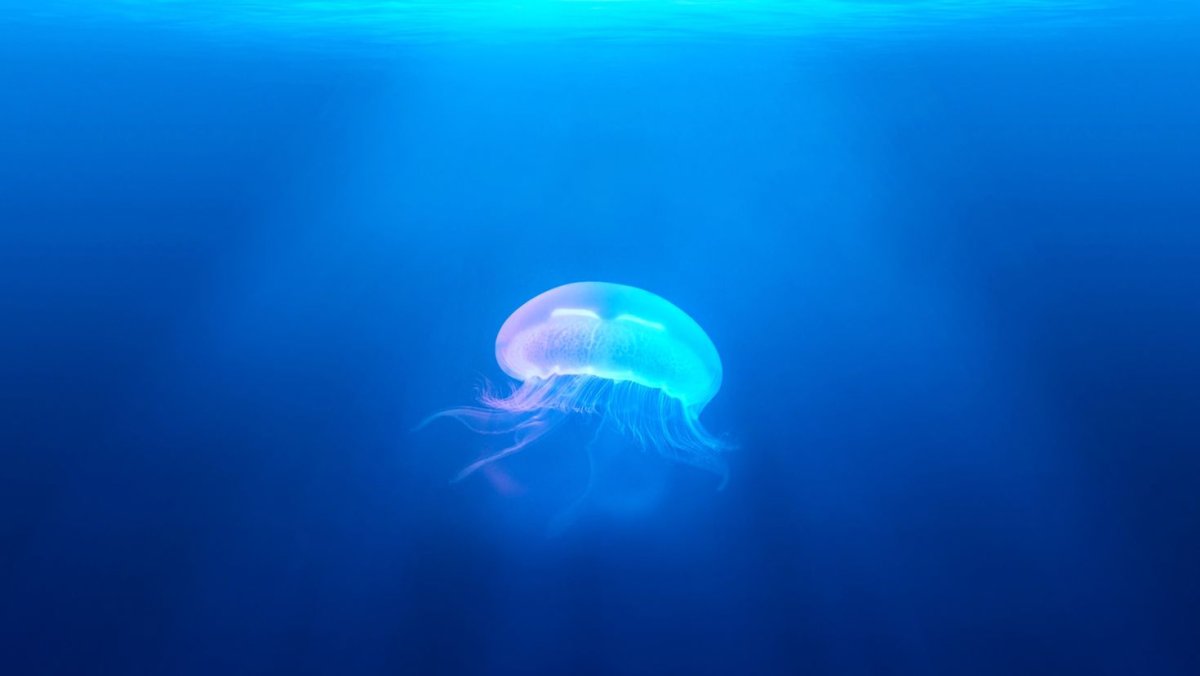 Морское дно медузы