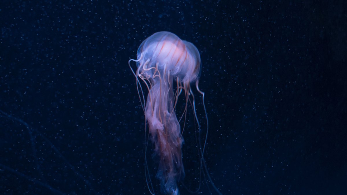 Космическая медуза
