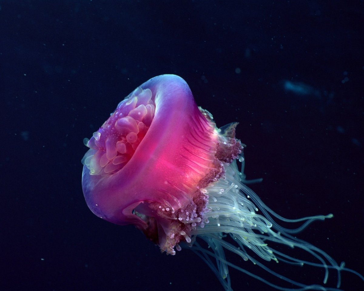 Scyphozoa Сцифоидные медузы