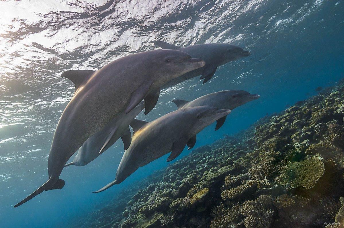 Дельфины в дикой природе