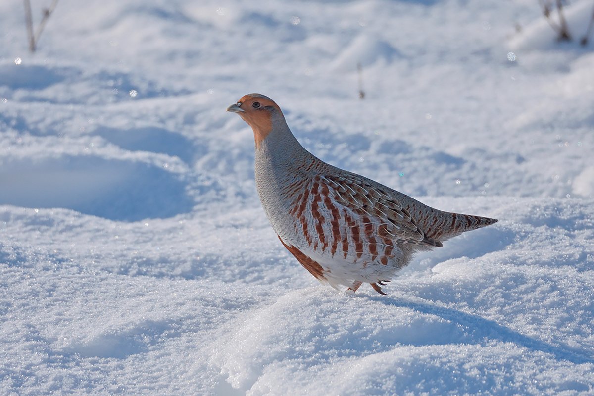 Серая куропатка (Perdix Perdix)