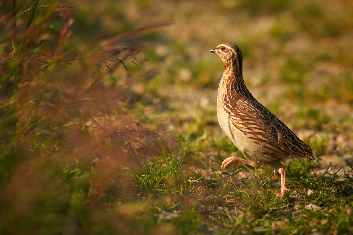 Перепел (Coturnix Coturnix (l.),
