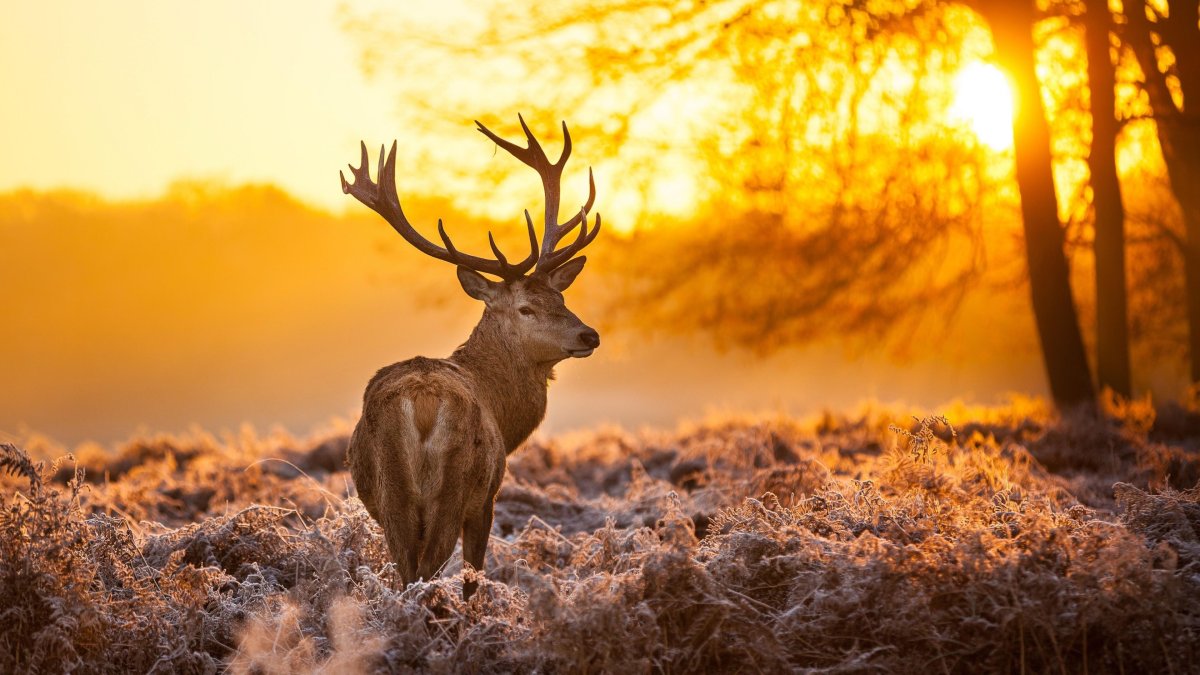 Природа и животные