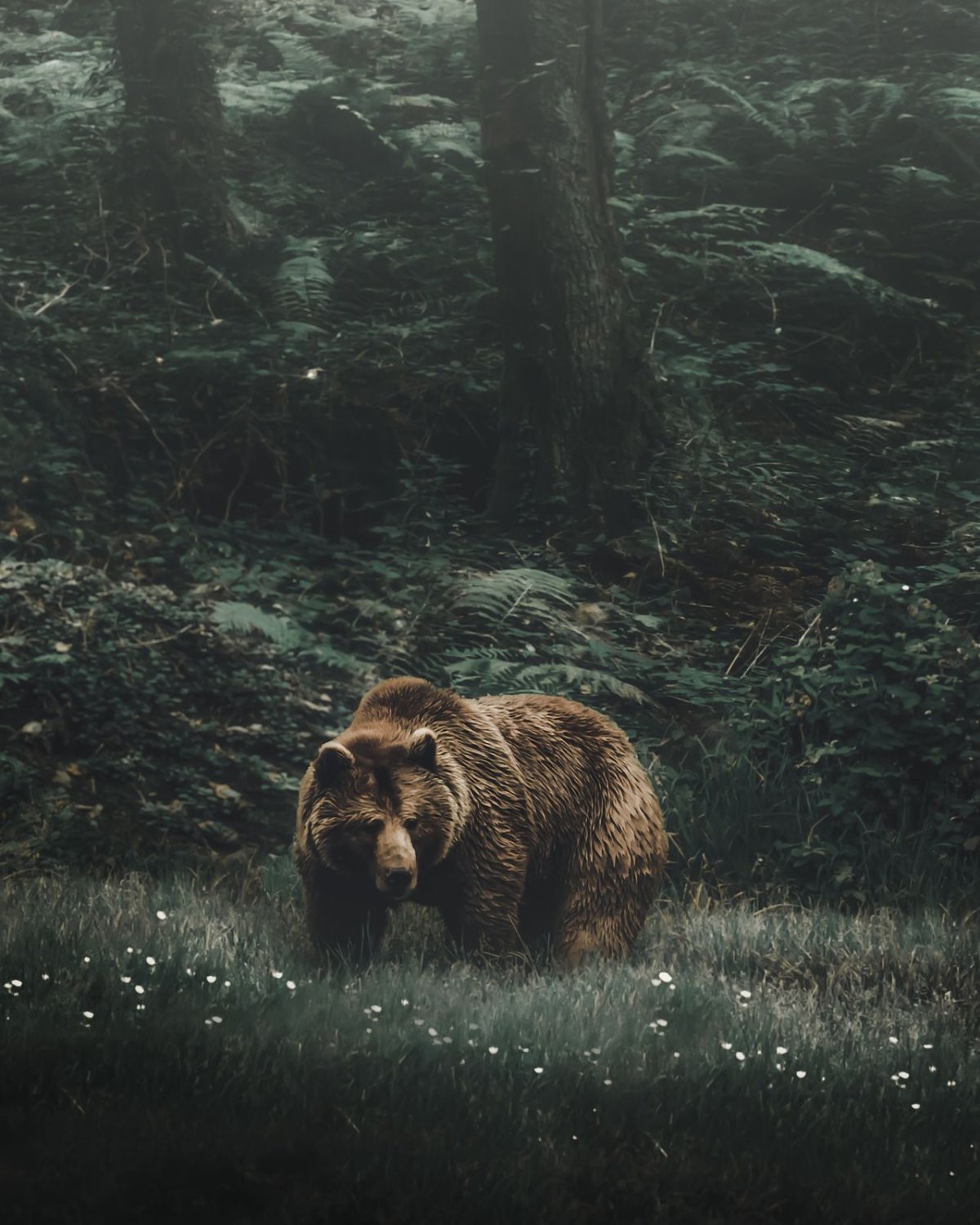 Медведь в лесу
