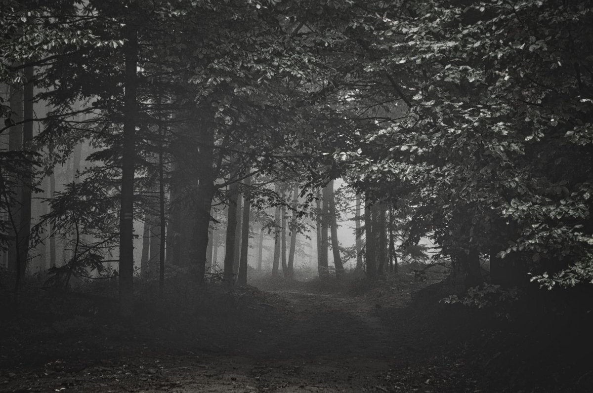 Dark Forest Brown пермабледнд