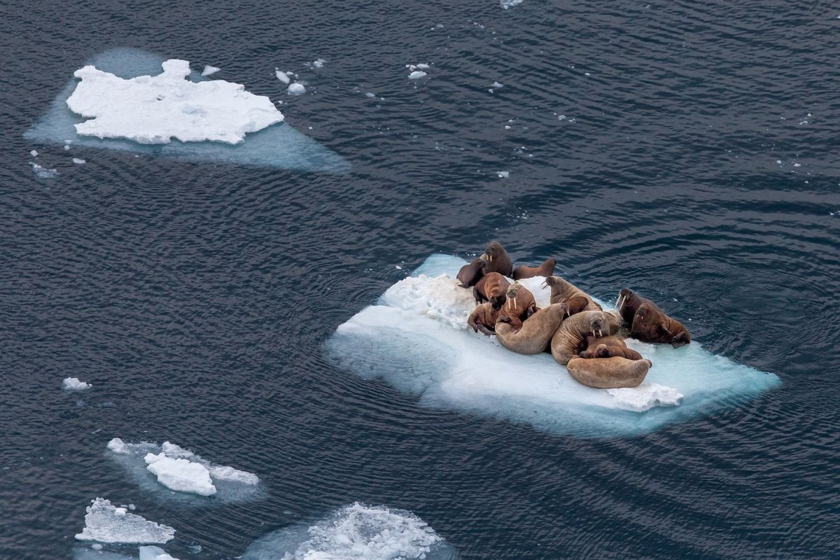 Моржи в Баренцевом море