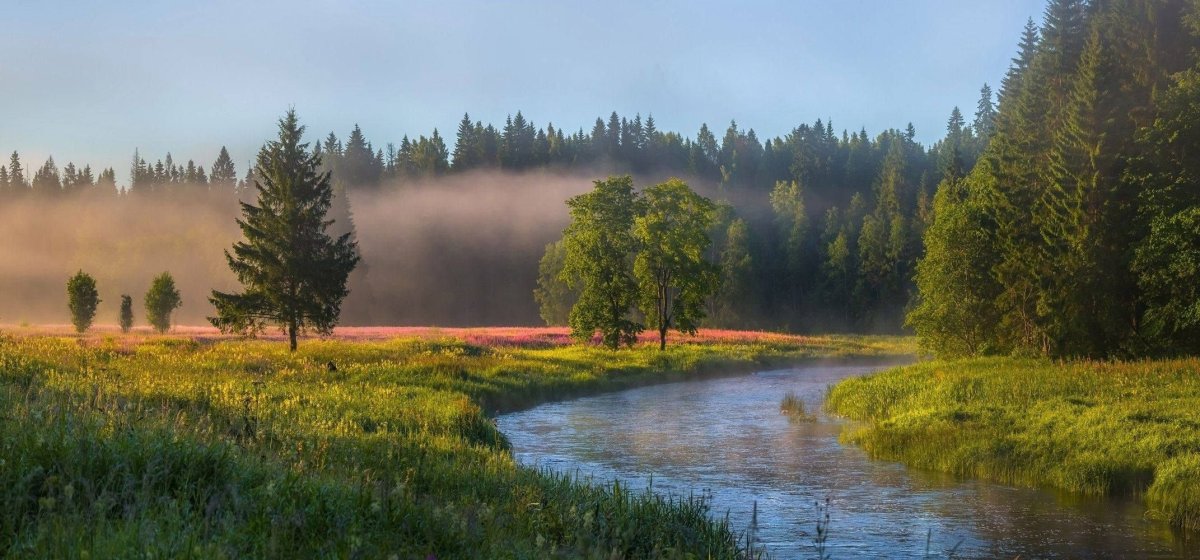 Лужский район лето лес
