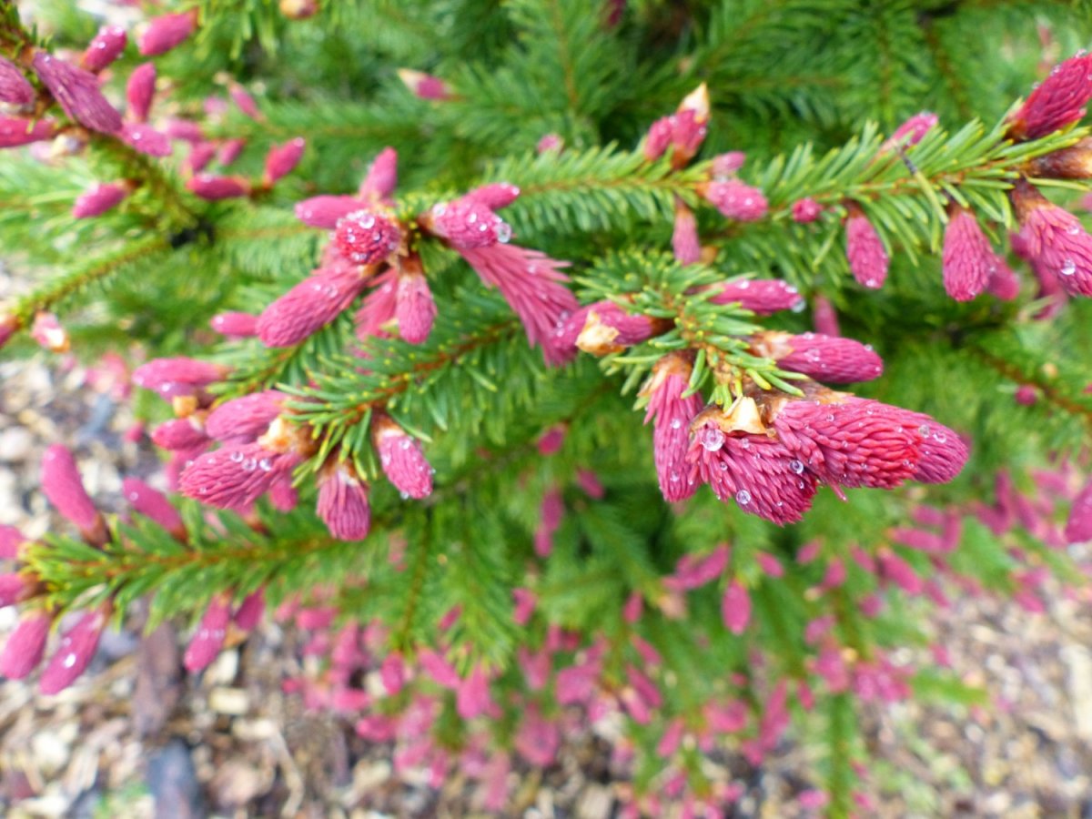 Picea Abies Rydal